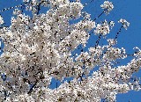 [sakura02.jpg]