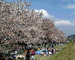 [sakura05.jpg]