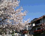 [sakura01.jpg]